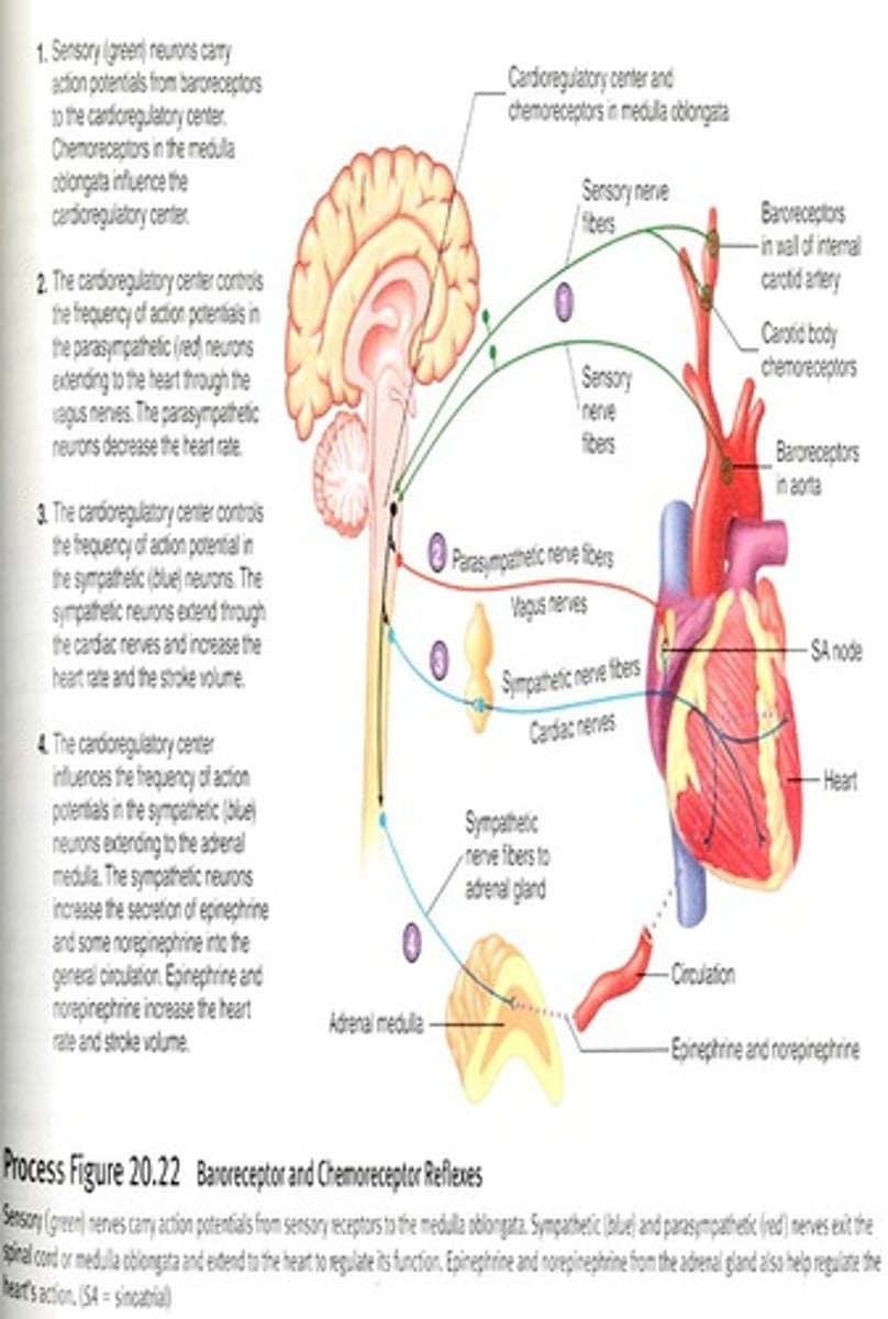 <p>Regulates blood pressure through heart rate adjustments.</p>
