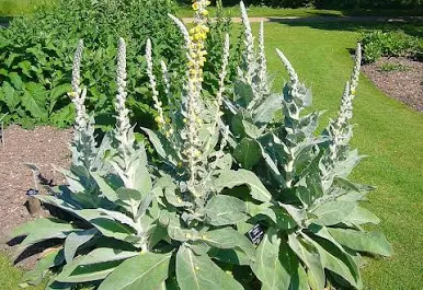 <p>Common mullein&nbsp;</p>