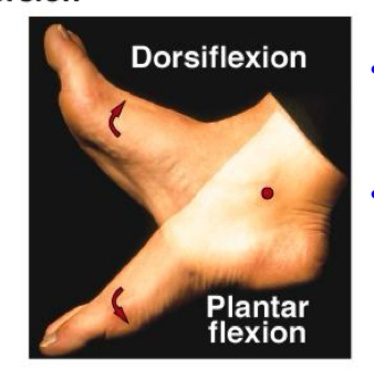 <p>Plantarflexion</p>