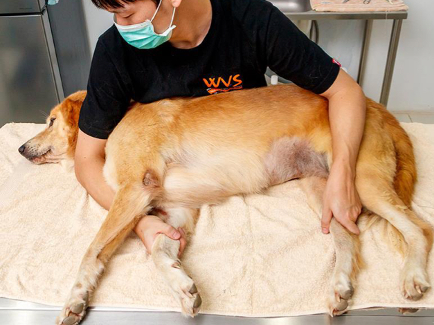 <ul><li><p>The dog is placed on one of its lateral sides</p></li><li><p>Left lateral recumbency = laying on its left side</p></li><li><p>Right lateral recumbency = laying on its right side</p></li></ul>