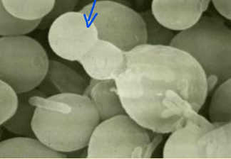 <p>What are yeasts?</p>