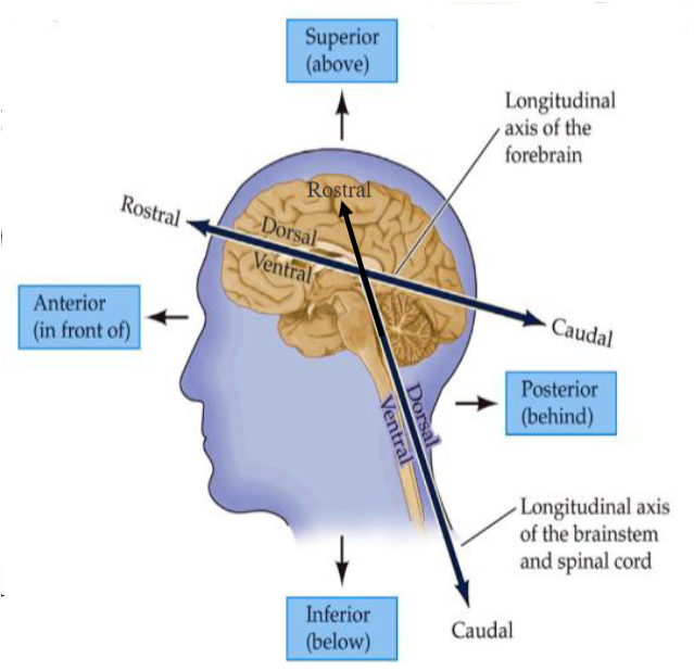 <ul><li><p>Unlike the body, the long axis of the central nervous system bends at the midbrain.</p><ul><li><p>Dorsal – toward the back (or top of the brain in the forebrain region)</p></li><li><p>Ventral – toward the front (or bottom of the brain in the forebrain region)</p></li><li><p>Rostral – toward the nose (front of the head/forebrain)</p></li><li><p>Caudal – toward the tail (spinal cord or back of the head)</p></li></ul></li></ul><p></p>