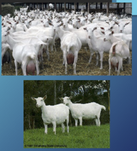 <p>Origin: Switzerland, performs best in cooler condition</p>