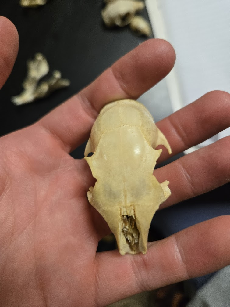 <p>1 0 1 3, 20 total<br><span> Pointed muzzle</span><span><br></span><span> Large eye</span><span><br></span><span> Eyes to the side</span><span><br></span><span> Distinct postorbital process</span><span><br></span><span> Rounded skull</span><span><br></span><span> Orange/white incisors</span><span><br></span><span> No canines</span></p>