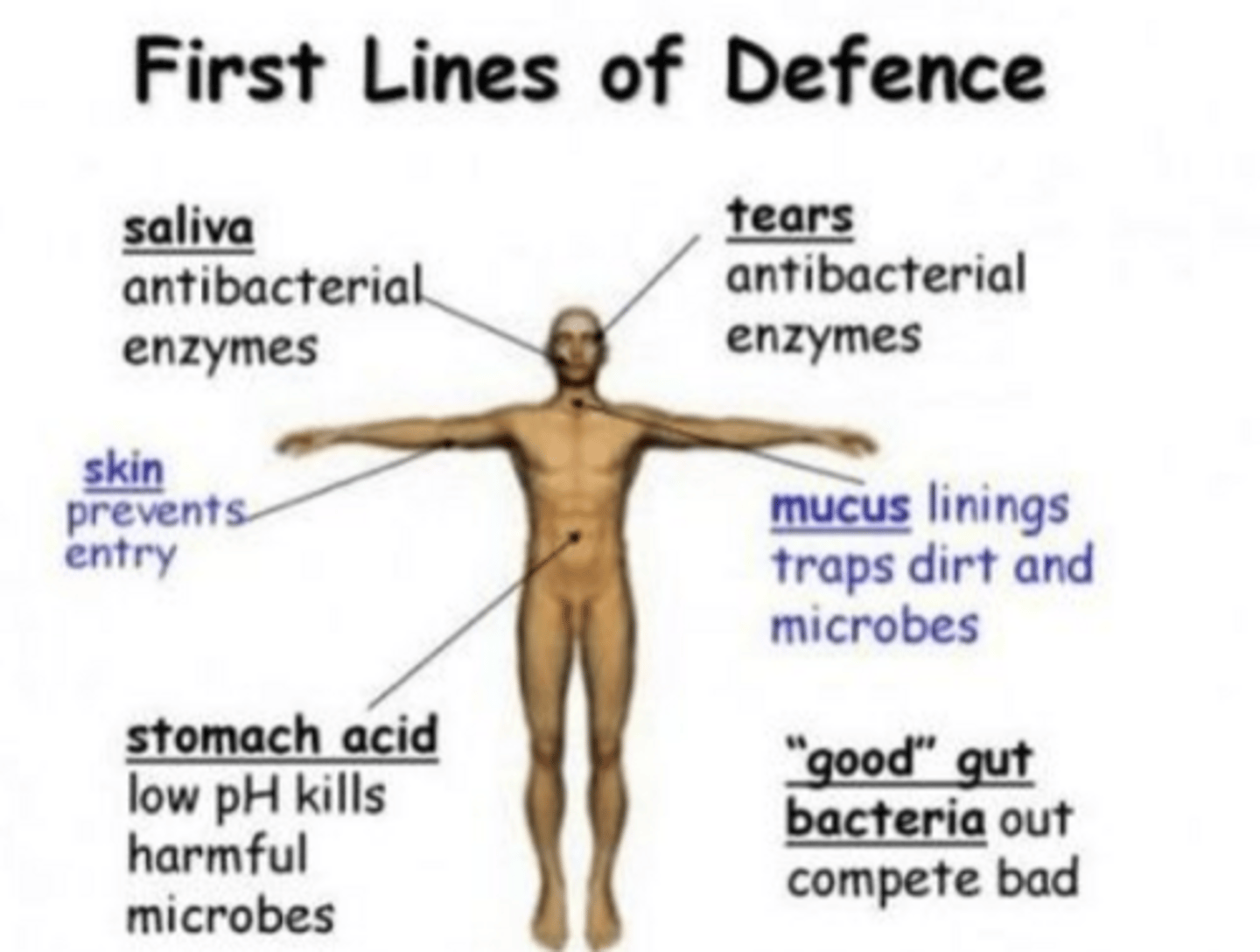 <p>"innate immunity"; physical and chemical nonspecific barrier that prevents pathogen entrance w/ mechanical actions</p>
