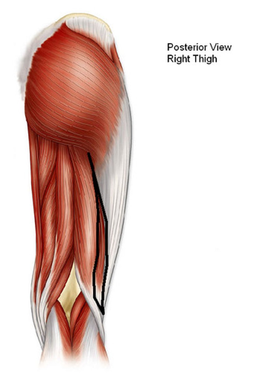 <p>Origin: linea aspera and lateral supracondylar line of femur</p><p>Insertion: lateral side of head of fibula; tendon is split at this site by fibular collateral ligament of knee</p><p>Innervation: common fibular division of sciatic nerve (L5, <strong>S1</strong>, S2)</p><p>Action: flexes knee joint and rotates it laterally when knee is flexed; extends hip joint</p>