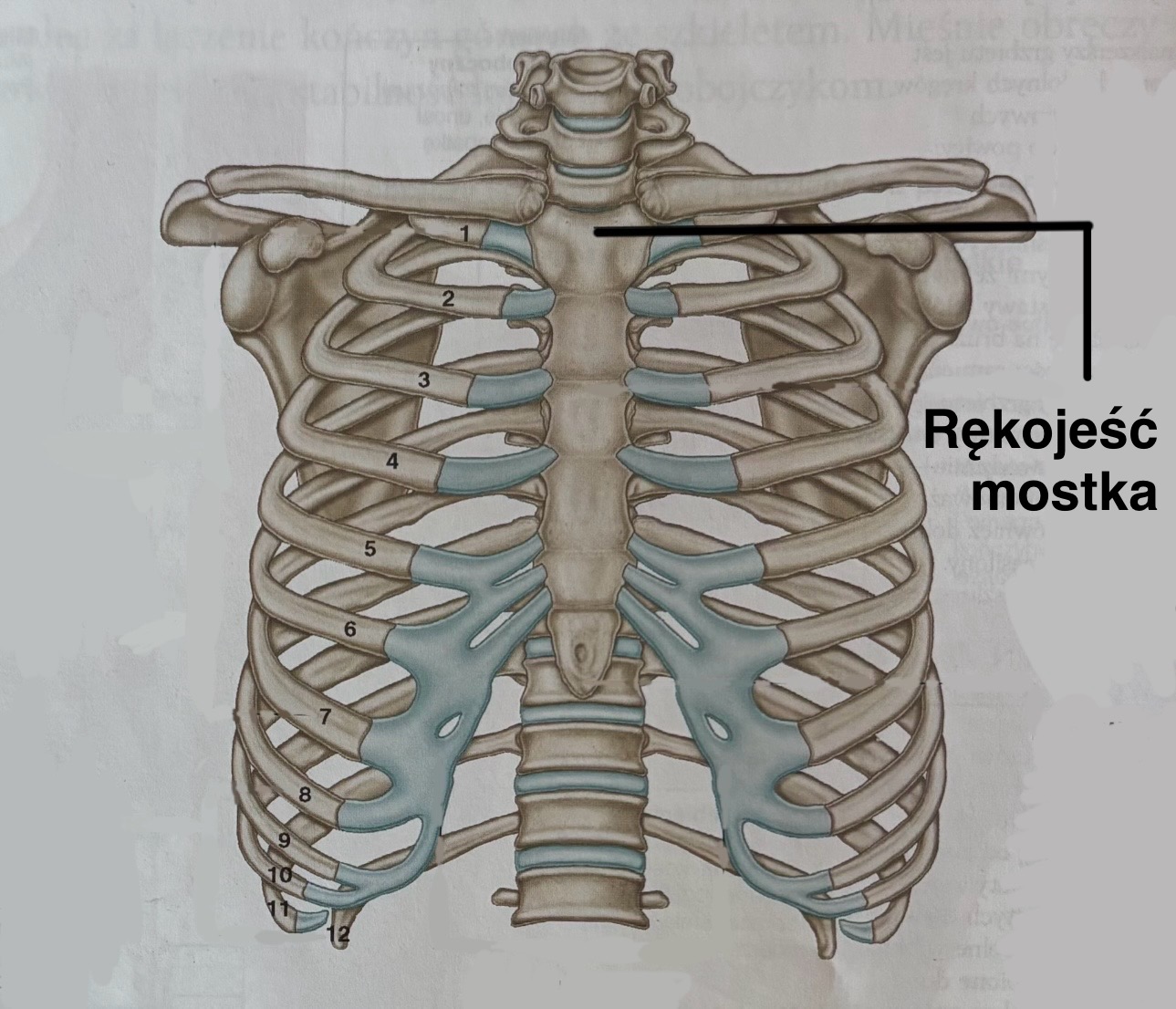 <p>Rękojeść mostka</p><p>(z opisem)</p>