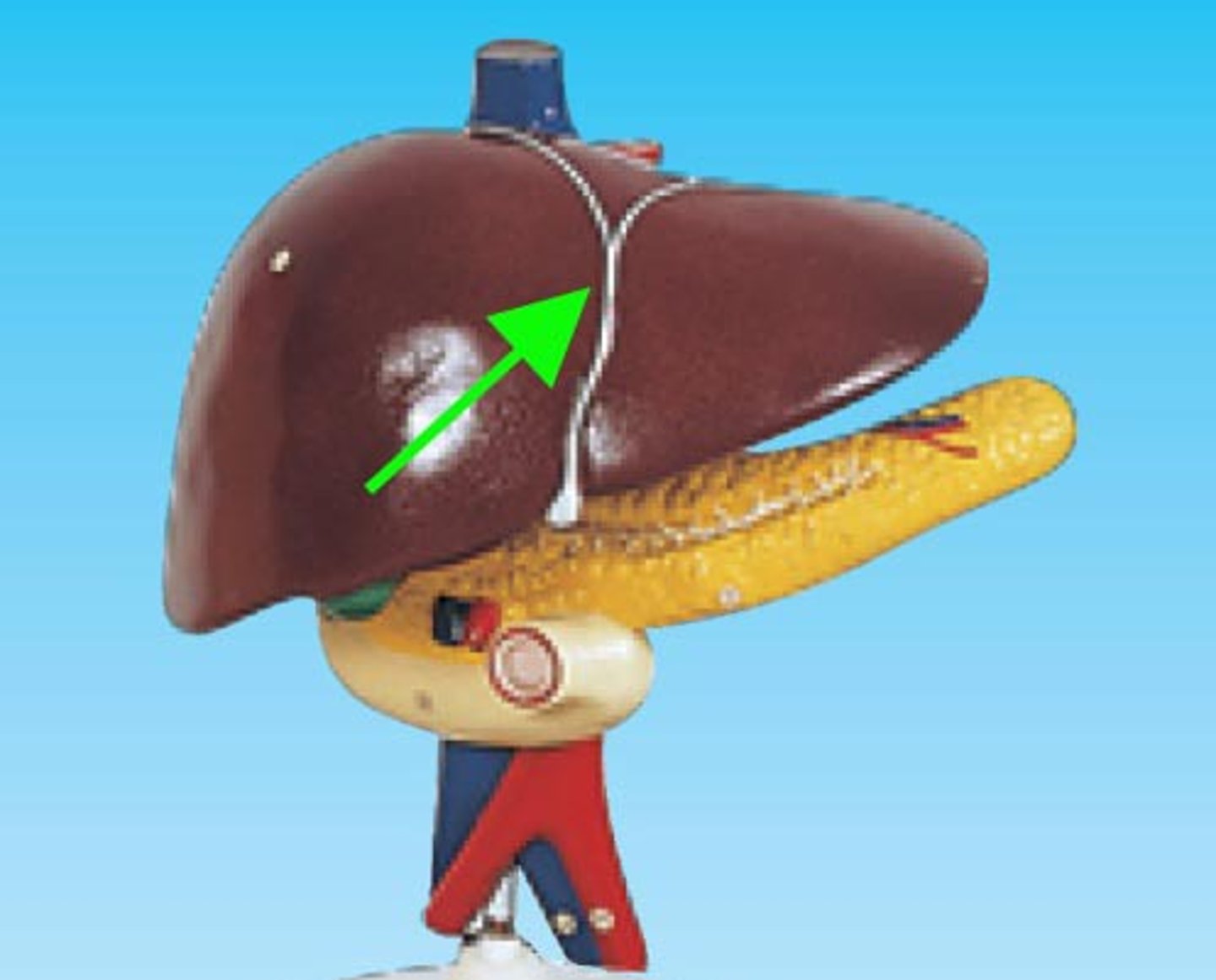 <p>Identify this structure</p>