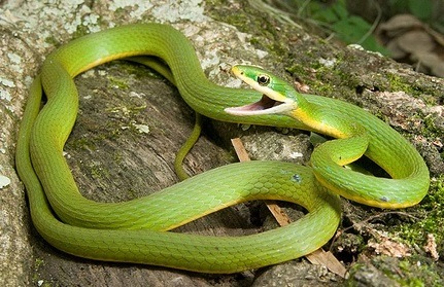 <p>Opheodrys aestivus</p>