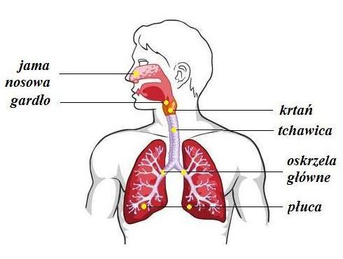 <p>jama nosowa, gardło, krtań, tchawica, oskrzela </p><p><sub>autor zdjęcia nieznany</sub></p>