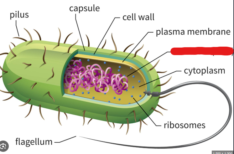 <p>A structure in a prokaryote where the single circular chromosome they usually hold is present. Basically a substitute for the nucleus of a eukaryote.</p>