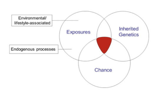 <p><span style="background-color: transparent; font-family: "Proxima Nova", sans-serif;"><span>A change in the DNA sequence</span></span></p>