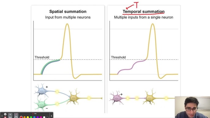 <p>Temporal summation</p>