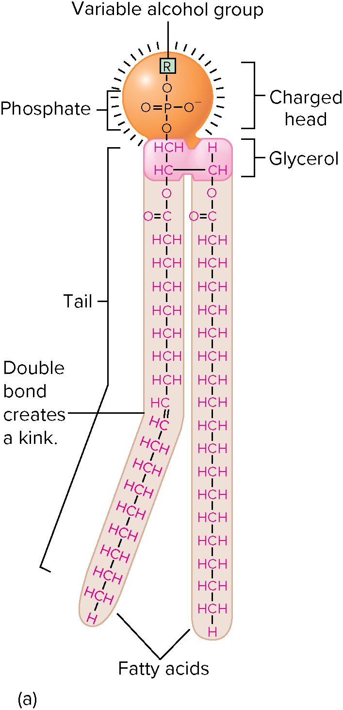 phosphate head, glycerol backbone, 2 fatty acid tails.

* Compose cell membrane
* From bilayer in water
* Hydrophilic head and hydrophobic tail
