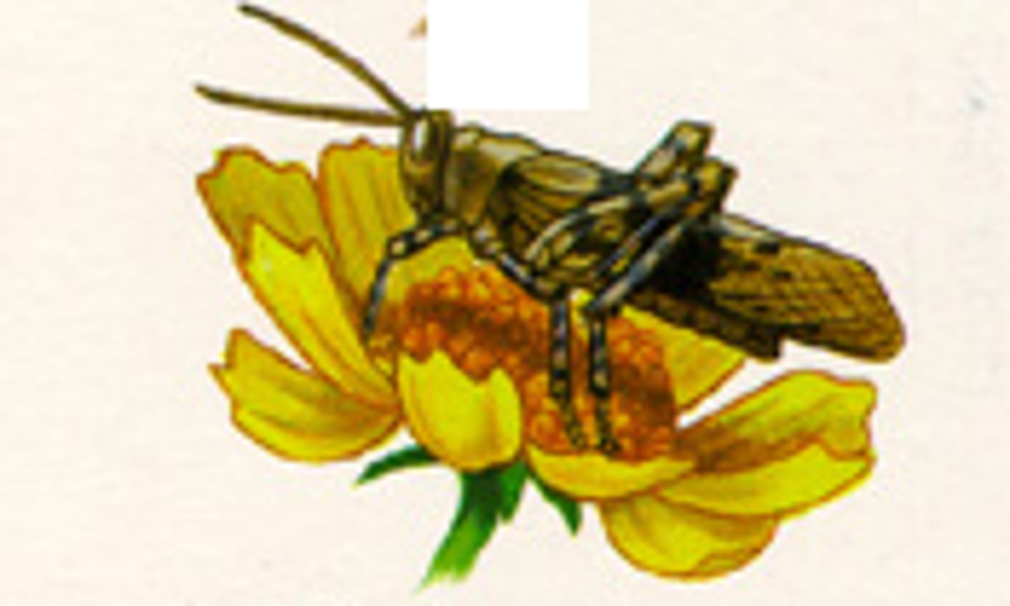 <p>an organism that obtains energy by feeding on other organisms</p>