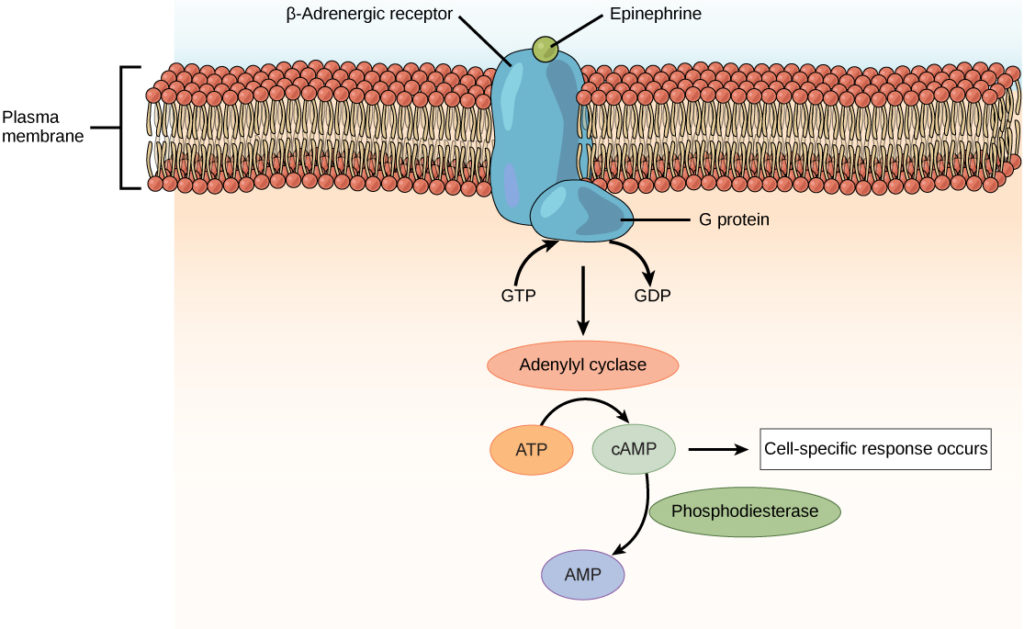 <p>on the <span style="color: blue"><strong>cell surface  </strong></span></p>
