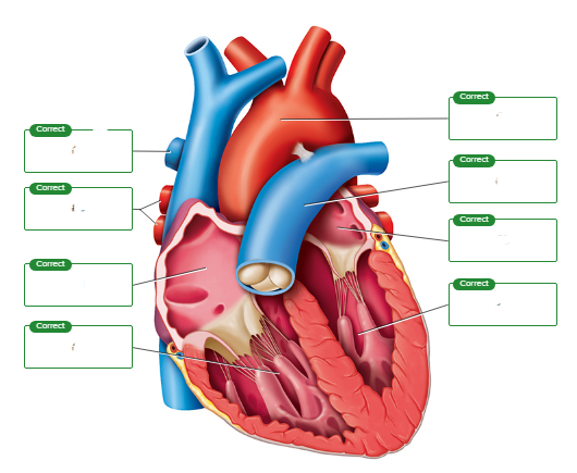 <p>Correctly sequence the pathway of blood flow through the heart, starting with #1 as blood enters the heart from the venae cavae.&nbsp;(Note that the lungs are not a numbered structure in this sequence.)</p><p><span style="font-size: inherit; font-family: inherit"><br></span></p>