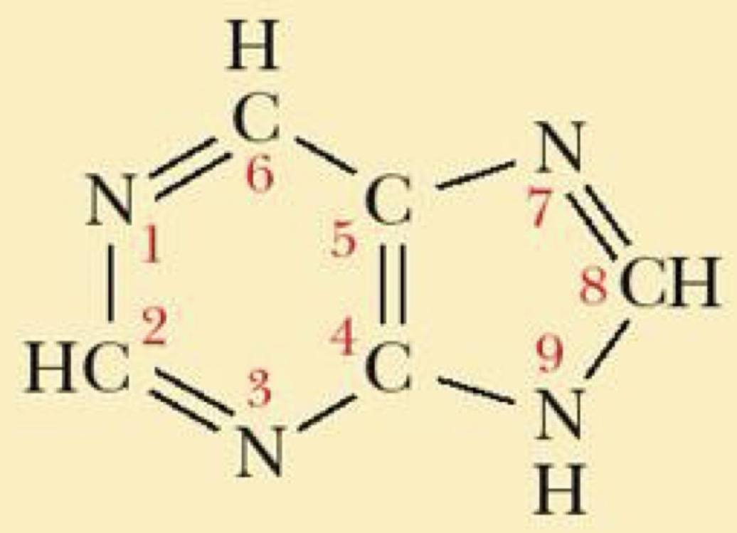<p>Purine or pyrimidine?</p>
