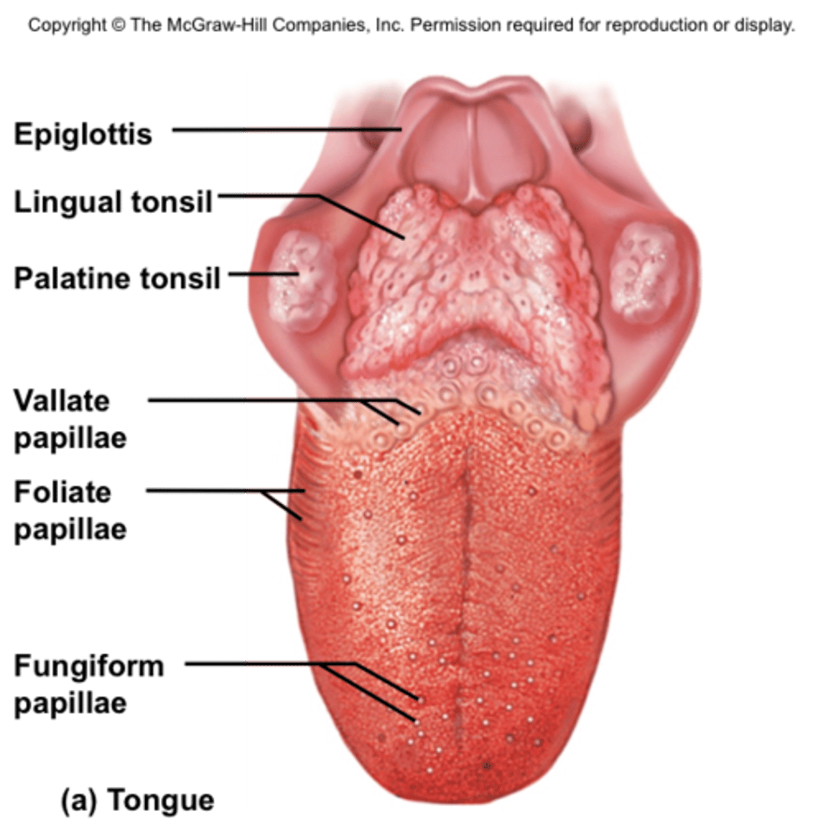 <p>outside of back of tongue</p>