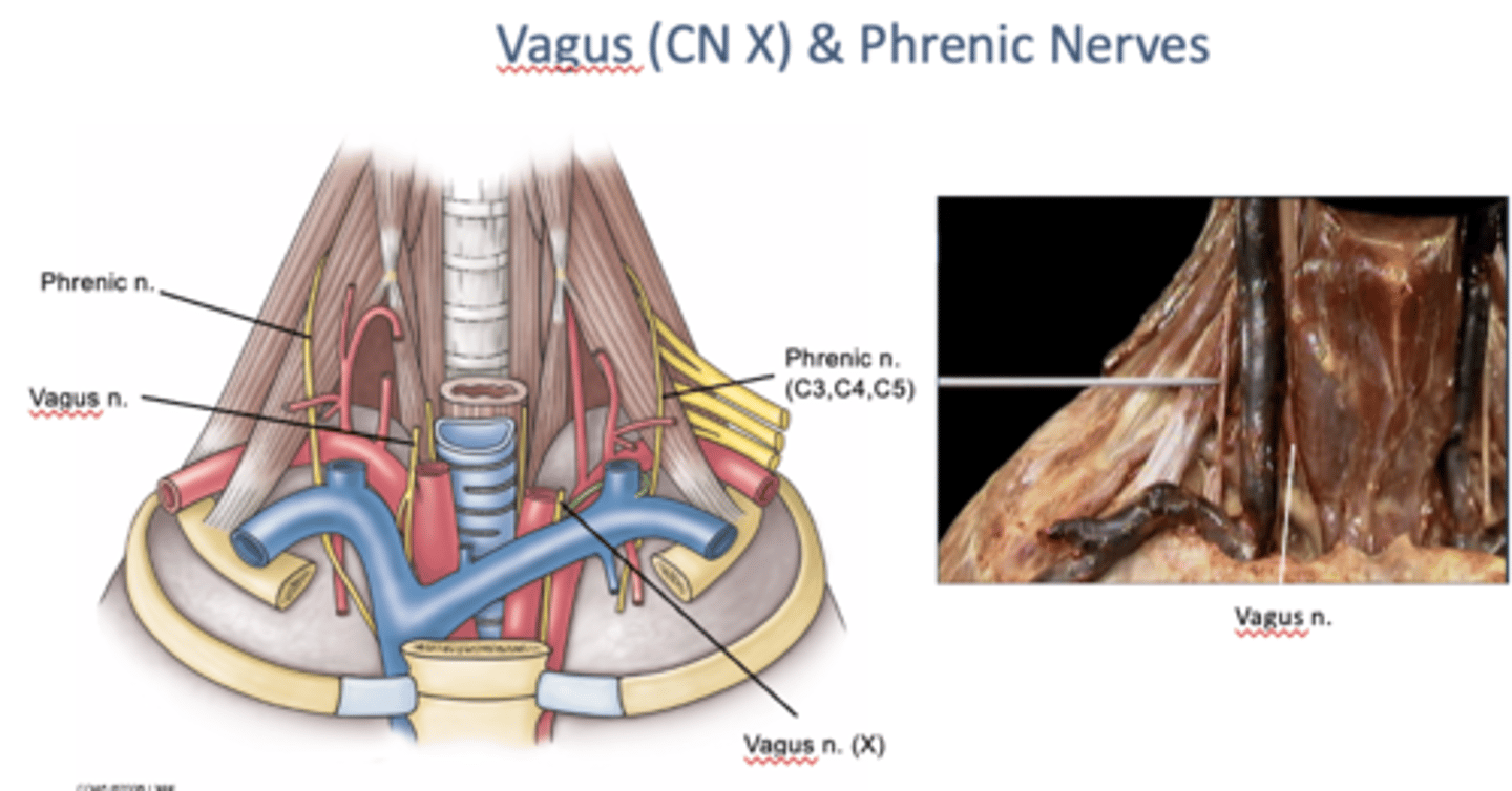 <p>anterior; posterior</p>
