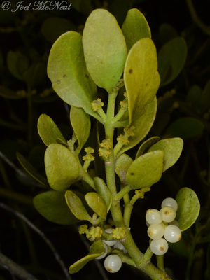 <p>What nutritional mode is this plant? (mistletoe)</p>