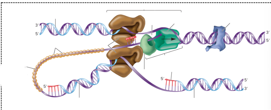 <p>What is the brown, dark green, light green thing together called?</p>