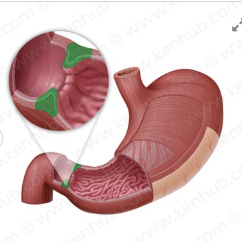 knowt flashcard image