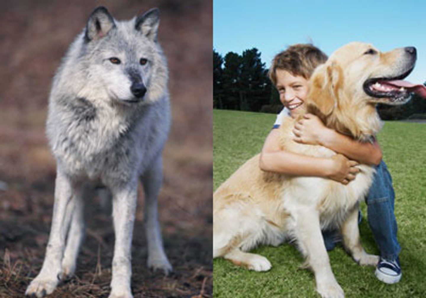 <p>thuần hóa (Humans began to domesticate animals thousands of years ago.)</p>