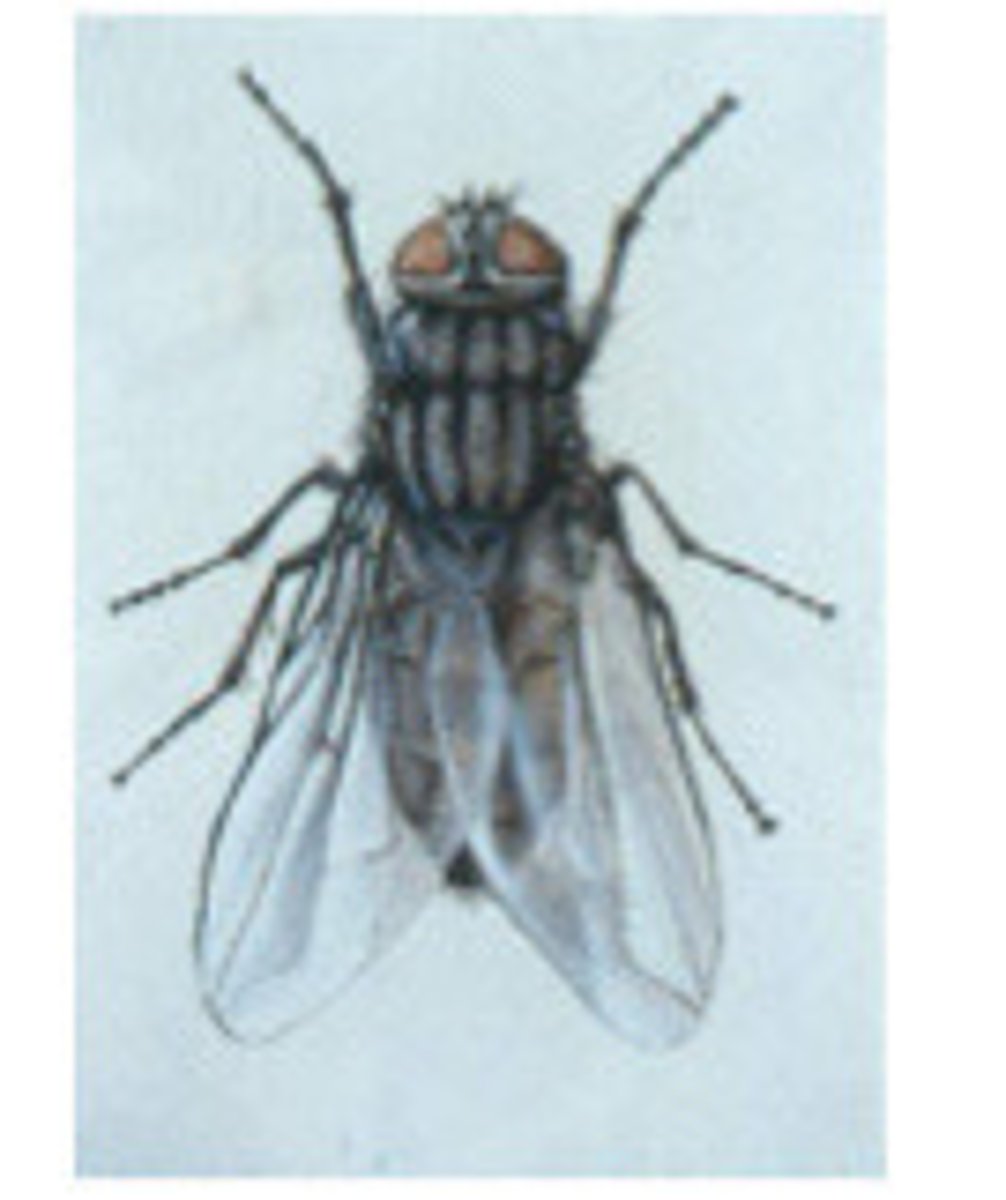 <p>What fly is this?</p>