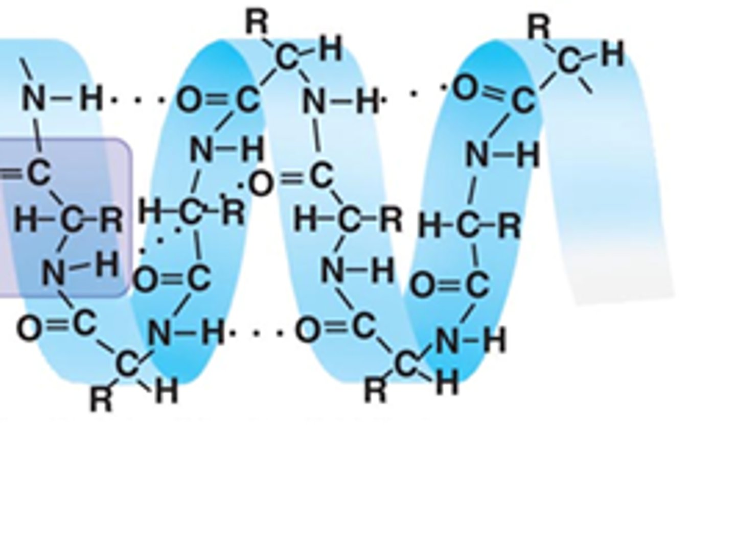 <p>Secondary structure found in proteins</p>