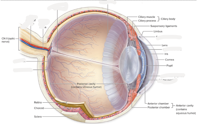 <p>fibrous tunic</p><ol><li><p>cornea</p></li><li><p>sclera</p></li></ol><p>vascular tunic</p><ol><li><p>choroid</p></li><li><p>ciliary body</p></li><li><p>iris</p></li><li><p>pupil</p></li></ol><p>retina</p><p>lens</p><p>optic nerve (cn 2)</p><p>cavities of eye</p><ol><li><p>anterior cavity-has aqueous humor</p></li><li><p>anterior chamber</p></li><li><p>posterior chamber</p></li><li><p>posterior cavity</p></li></ol><p></p>