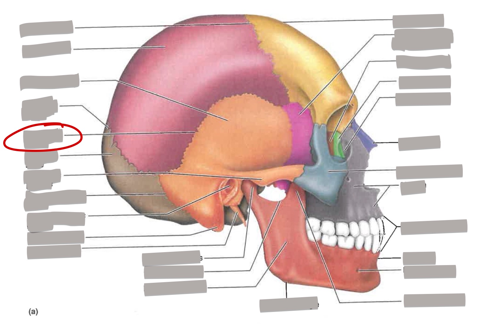 term image