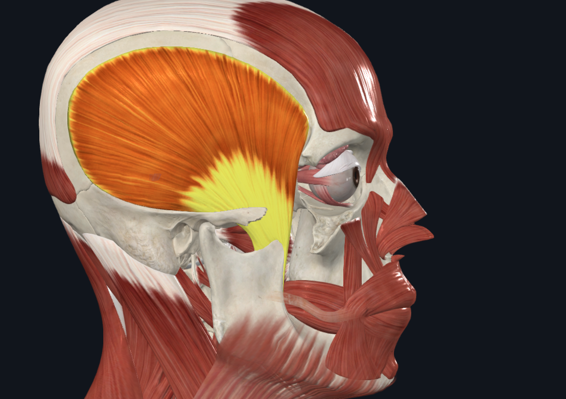 <p><strong>Nombre alterno: </strong>Crotafites‎</p><p><strong><mark data-color="yellow" style="background-color: yellow; color: inherit">Origen: </mark></strong><mark data-color="yellow" style="background-color: yellow; color: inherit">Toda la</mark><strong><mark data-color="yellow" style="background-color: yellow; color: inherit"> </mark></strong><mark data-color="yellow" style="background-color: yellow; color: inherit">Fosa temporal‎</mark></p><p><strong><mark data-color="blue" style="background-color: blue; color: inherit">Inserción: </mark></strong><mark data-color="blue" style="background-color: blue; color: inherit">Apófisis Coronoides‎ </mark></p><p><strong><mark data-color="red" style="background-color: red; color: inherit">Acción: </mark></strong><mark data-color="red" style="background-color: red; color: inherit">Elevador y Retropulsor(Retrusión) de la Mandíbula‎. Comer y hablar</mark></p><p><strong><mark data-color="purple" style="background-color: purple; color: inherit">Inervación:‎</mark></strong><mark data-color="purple" style="background-color: purple; color: inherit"> Nervio mandibular del trigémino</mark><strong><mark data-color="purple" style="background-color: purple; color: inherit"> (V3)</mark><br><mark data-color="green" style="background-color: green; color: inherit">Relaciones:‎ </mark></strong><mark data-color="green" style="background-color: green; color: inherit">Bolsa de Bichat</mark></p><p><mark data-color="green" style="background-color: green; color: inherit">Aponeurosis temporal, parte superior del macetero</mark></p><p><strong>Notas: </strong>Línea temporal superior es para la Fascia (aponeurosis) temporal. Abanico abierto</p><p><u>Fibras anteriores VERTICALES</u></p><p><u>Fibras medias OBLICUAS</u></p><p><u>Fibras posteriores Casi TRANSVERSALES</u></p><ul><li><p>Entre más ‎atrás elevan menos y desplazan más</p></li><li><p>Músculo potente</p></li></ul><p></p>