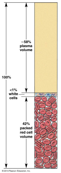 <ul><li><p>hematocrit (Hct)</p><ul><li><p>ratio of red blood cells to plasma</p></li><li><p>expressed as a percentage</p></li><li><p>37-47% red blood cells in women and 40-54% red blood cells in mean (higher in males)</p></li><li><p>increased red blood cell production in response to <strong>erythropoietin</strong> → allows to make more RBC</p><ul><li><p>produced from the kidney in response to low blood oxygen</p></li><li><p>kidney senses state of affair</p></li><li><p>kidney is endocrine tissue</p></li><li><p>cab turn up RBC</p></li></ul></li></ul></li></ul><p></p>