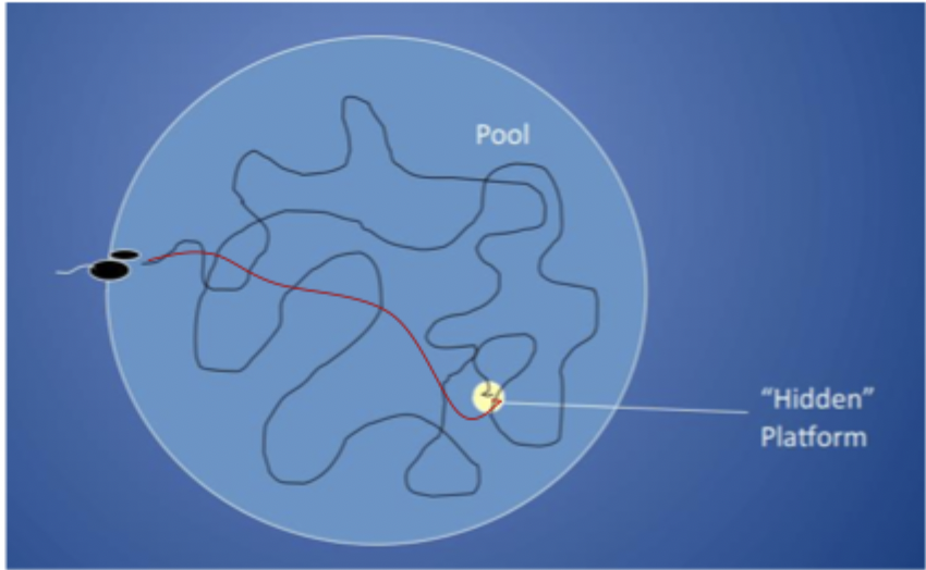 <p>trial 1: rat searches for way out and discovers hidden platform</p><p>trial 2: rat remembers location of platform. Swims there much faster, using landmarks around room to navigate</p>