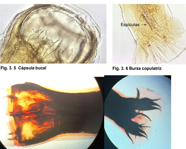 <ul><li><p>localización: ciego y colón </p></li><li><p>Hospedante: Équinos</p></li><li><p>ciclo de vida directo</p></li><li><p>capsula bucal es subglobulosa , tres dientes cada uno con 3 puntos angulosos. Presenta corona foliácea y tienen forma de placas.</p></li><li><p>M: espículas largas que terminan en gancho.</p></li></ul>