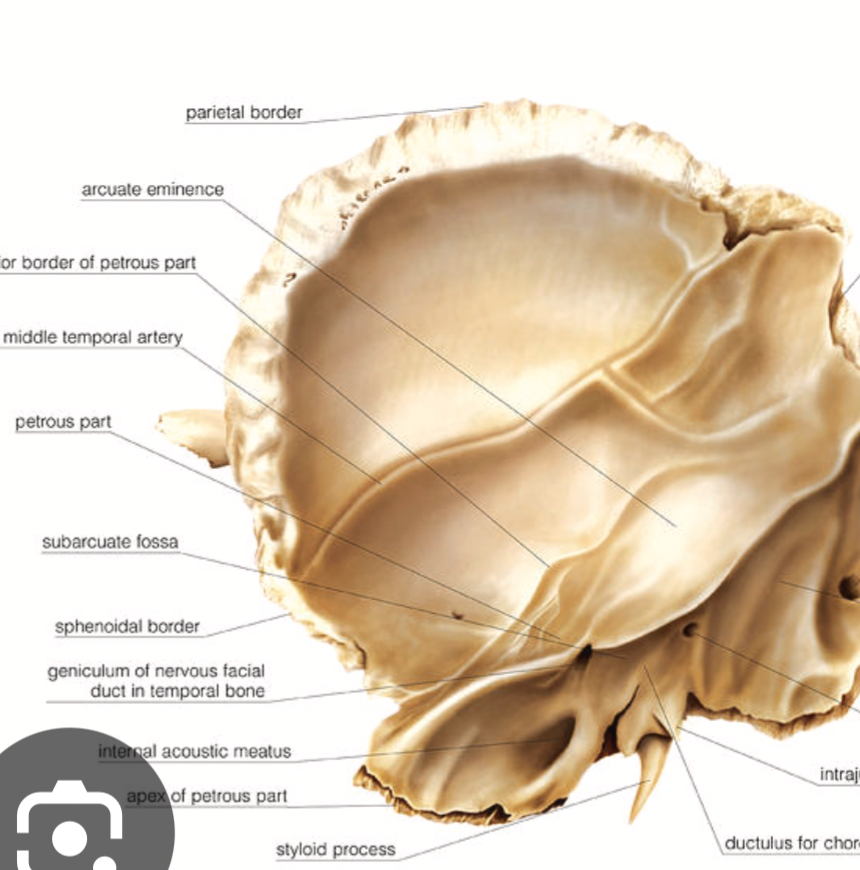 <p><span>separates the posterior cranial fossa and middle cranial fossa</span><span style="font-family: Calibri, sans-serif"> </span></p>