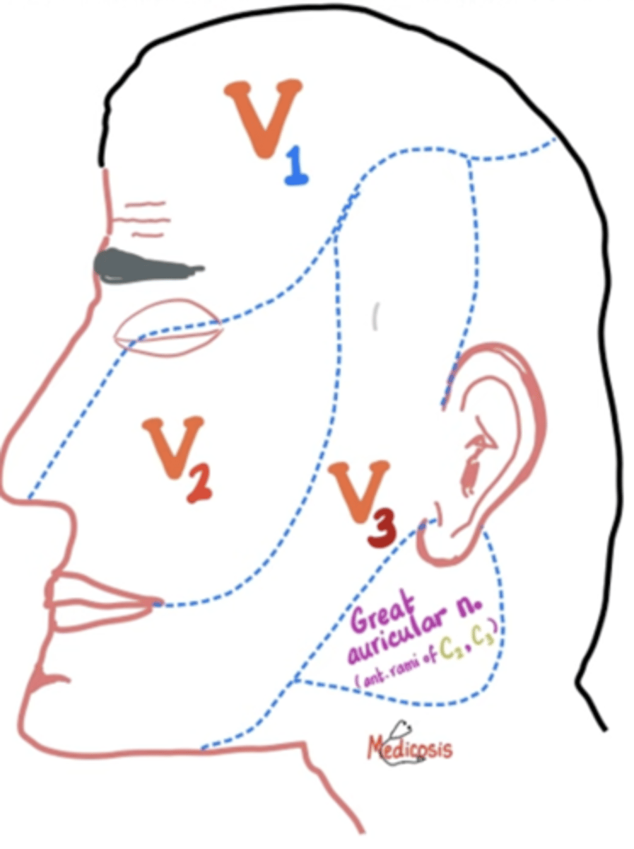 <p>They travel to the parotid gland, stimulating saliva production.</p><p>great auricular nerve innervates the skin over the parotid gland but THE GLOSSOPHARYNGEAL NERVE PARASYMPATHETICALLY INNERVATES THE PAROTID GLAND</p><p>reminder 1973- glossopharyngeal: 9</p>