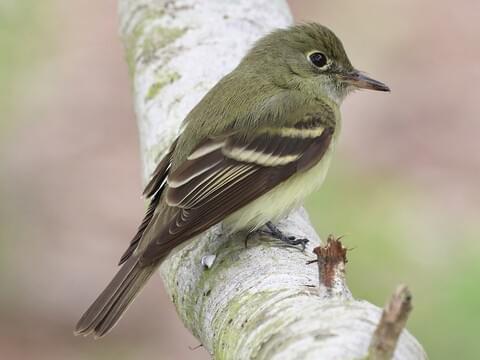 <p><span>Acadian flycatcher</span></p>