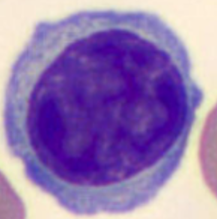 <p>Name the cell</p>