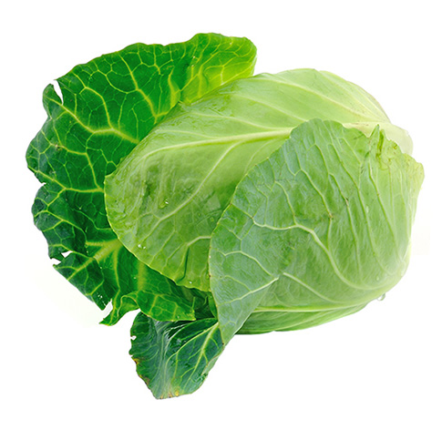 <p>Cabbage</p>