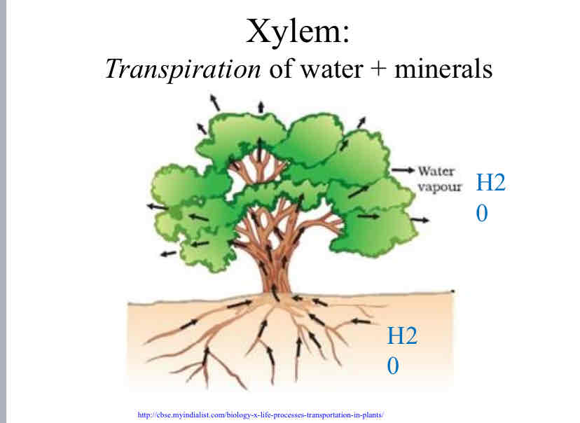 <p>Xylem</p>