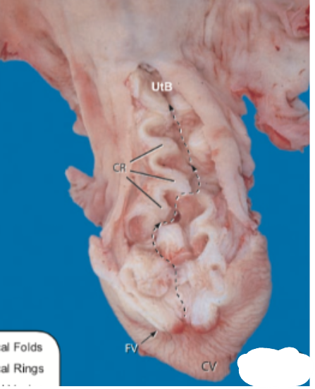 <p>This image is of the _____ cervix.</p>