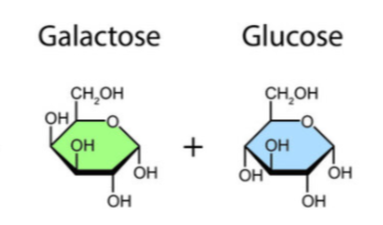 <p>Glucose + Galactose</p>
