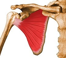 <p>O=anterior side of scapula; I=lesser tubercle; rotates arm medially</p>