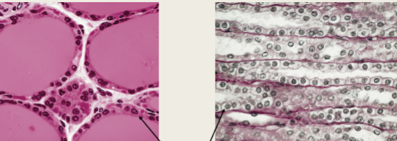 <p>Kidney tubules and liver, and thyroid glands, and other glands</p><p>Single layer of cube-shaped cells. </p>