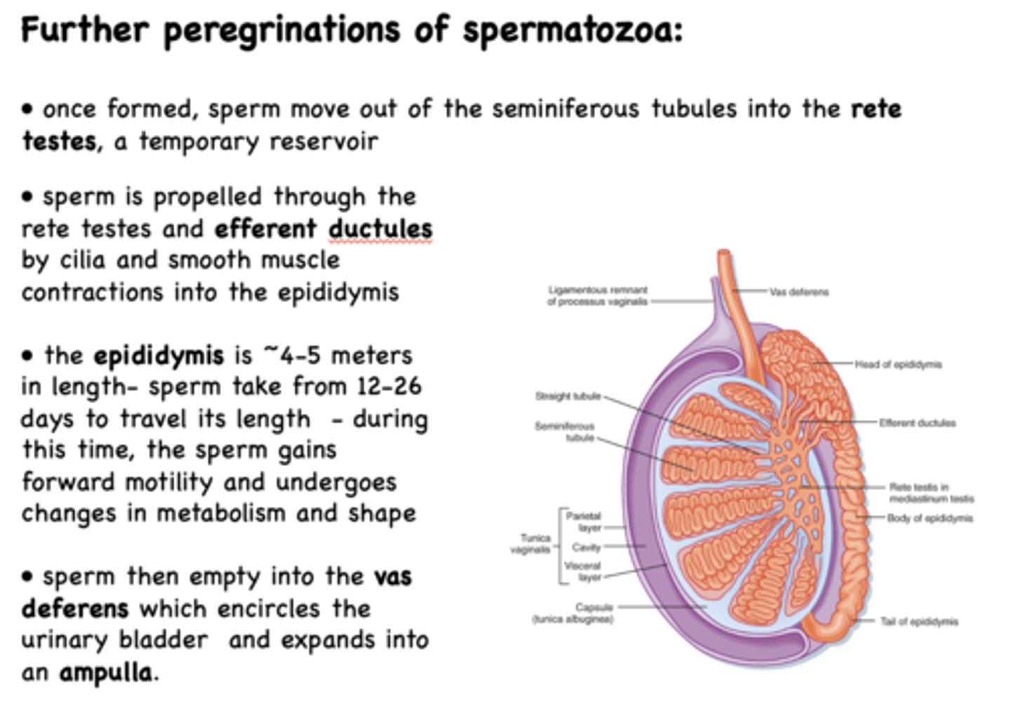 <p>epididymis</p>