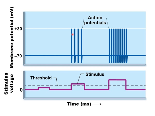 <p>The <strong>really big one</strong> is going to <strong>increase</strong> the <strong>frequency</strong> of <strong>action potential</strong></p><p></p>