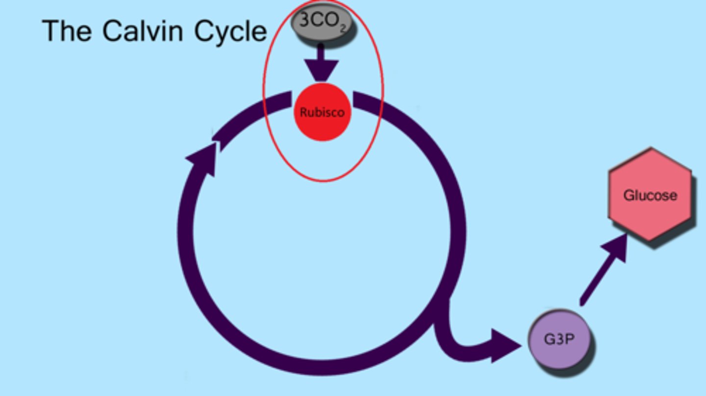 <p>RuBP combines with carbon dioxide by using rubisco and forms an unstable 6 carbon molecule.The 6 carbon molecule then splits into two PGA molecules.</p>