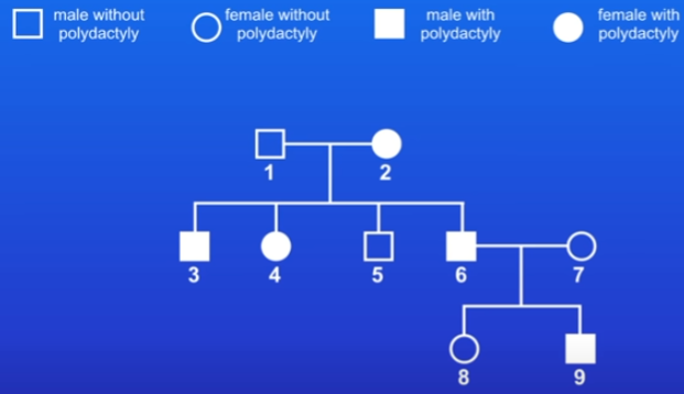 <p>Family tree - only shows phenotypes, not genotypes</p><p>practice question: if person 6 and 7 have another child, whats the probability that they have poldactyly?</p>